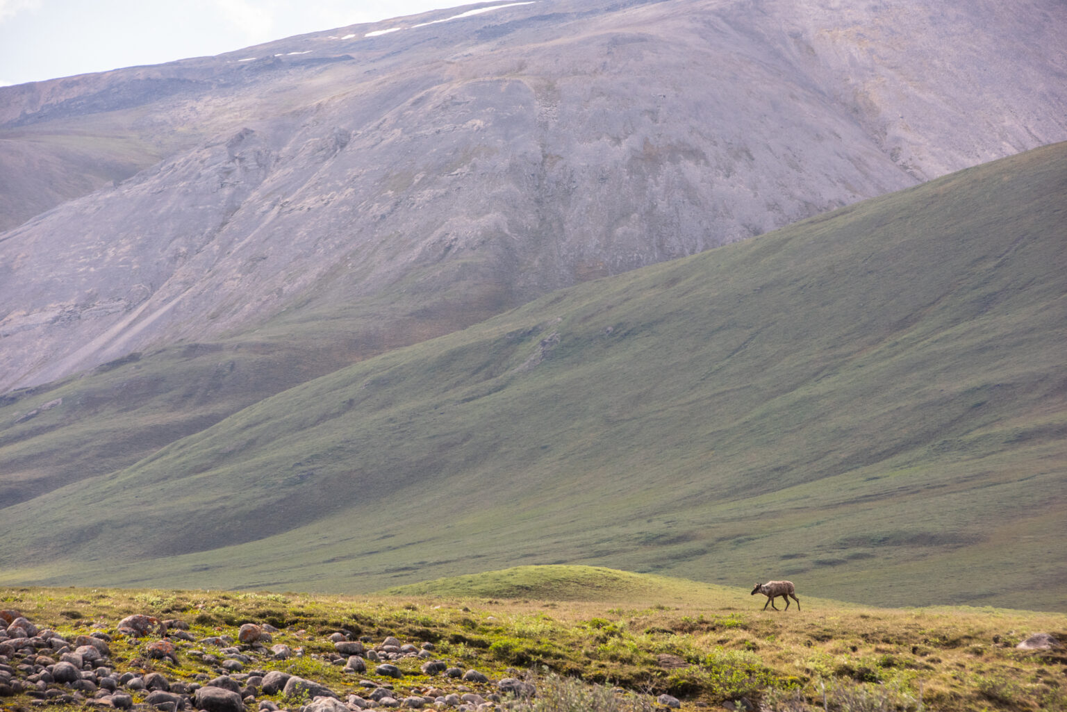 Trump To Alaska: Drill, Baby, Drill